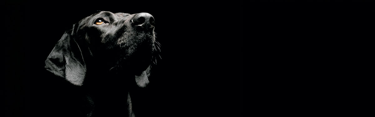 ReoVit Dog-Programme